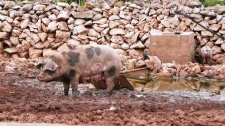 Ciutadella Sow, Menorca