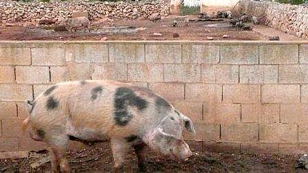 Domestic pigs in Menorca